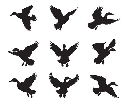 Set of silhouette wild ducks- isolated vector images of wild birds