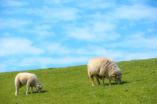 sheep at the dam
