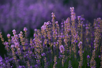 Obraz premium Lavender field in summer. Aromatherapy. Cosmetics of nature.