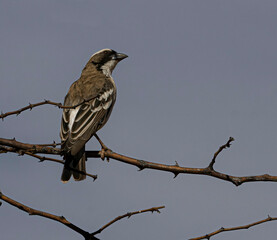 Perched on a branch White-browed Sparrow-Weaver - Namibia