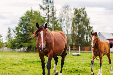 Strong muscle mass of the horse. A strong horse runs across a green field. Horseback Riding. Horse...