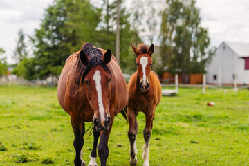 Mare and young foal konik horse on a sunny with with blue sky and sunshine © Sabina Rasulova