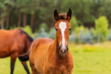 The foal looks into the frame. A brown baby horse of brown color with a white spot on the muzzle in a green meadow.