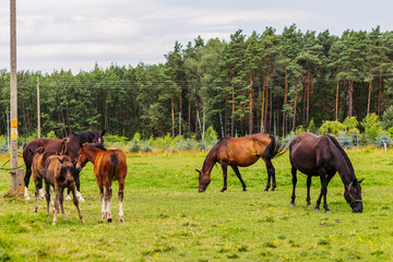 Five horses graze on a green meadow. Two foals are grazing near their parents. Equestrian club in Europe. Large horses for riding.