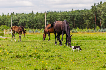 Pasture horse club. A large black horse grazes on a green meadow with a foal. Forest behind the horses. Arena for equestrian sport. The power of horses.