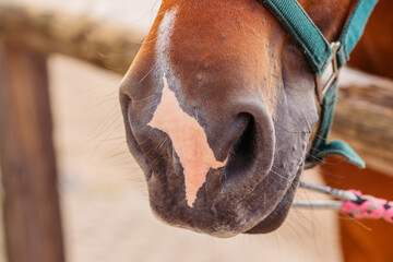 Ammunition for horses close-up on the muzzle of a horse. Macro photo of the muzzle of a brown stallion. Pink cloud of a horse. Horseback Riding.
