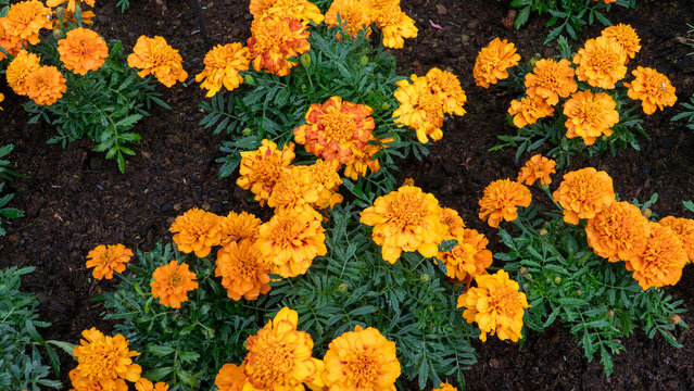 French marigold (Latin: Tagetes patula) flowering plants in a view from the top growing in a flowerbed. The herb is a diuretic, digestive and sedative. It is used in the treatment of indigestion.