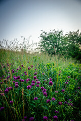 landscape with forest and grass