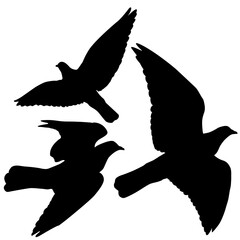 silhouettes of pigeons