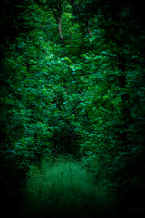 mistery road in forest at evening . Green woods .Summer forest 