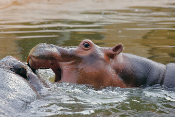 CUCCIOLO DI IPPOPOTAMO E IPPOPOTAMO ADULTO CHE GIOCANO, BABY HIPPOPOTAMUS AND ADULT HIPPOPOTAMUS PLAYING	