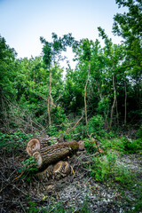 forest in the evening