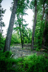 forest in the evening