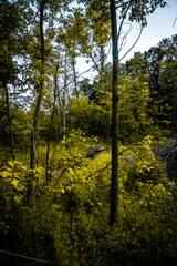 Fototapeta premium autumn forest in the morning