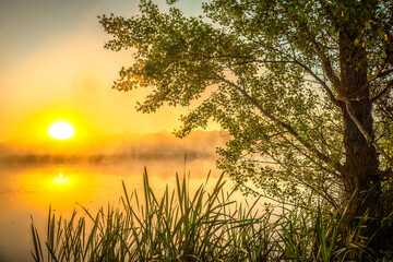 Obraz na płótnie Canvas golden sunrise over the river with tree andreeds in mist at summer morning