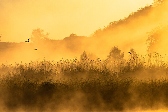 Fog on the lake , golden hour , golden sunrise , fogy morning . Trees and fog . Sunny morning , golden fog , lights of sun . Birds on water , lake with birds , nature in morning , summer landscape