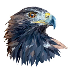 Golden eagle portrait isolated on white background. Berkut turned his head to the side. Low poly graphics.