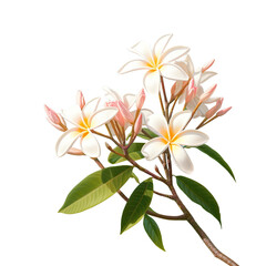 Fototapeta na wymiar Blooms of plumeria or frangipani on a tree