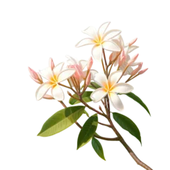 Fototapeten Blooms of plumeria or frangipani on a tree © AkuAku