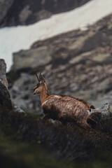 deer in the mountains