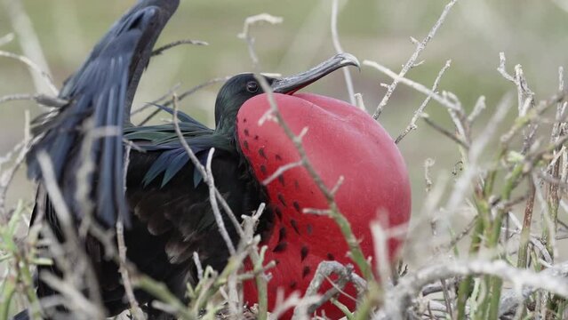 slow motion of a Magnificent frigatebird, Fregata magnificens, is a big black seabird with a characteristic red gular sac. Male frigate bird nesting with inflated sack, galapagos islands, Ecuador, Sou
