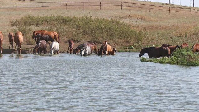 horses swim in the river
