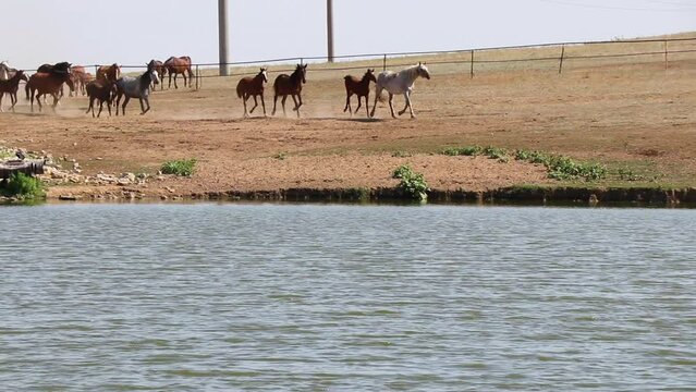 a large herd of beautiful horses descends to the river 4