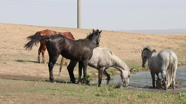 beautiful horses bathe and drink from the river