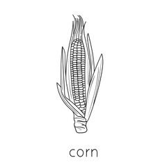 Cereal doodle, sketch corn, agriculture, Thin line art about cereal plants.