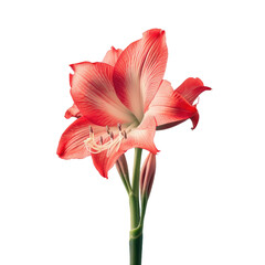Red amaryllis flower isolated on transparent background