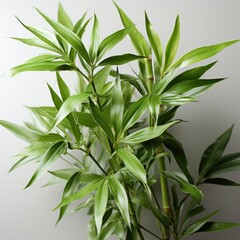 bamboo in white background