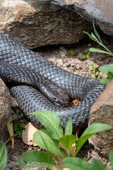 Tiger snake in Australia