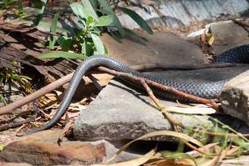 Tiger snake in Australia