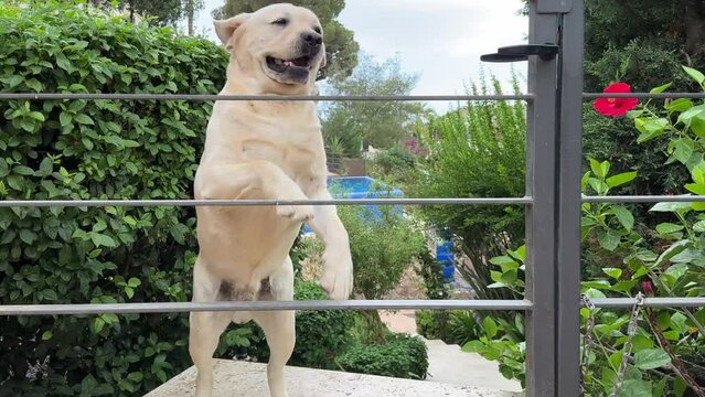 Lovely golden retriever rejoices at the arrival of the owner