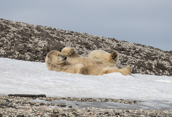 Polar bear in Svalbard on ice and snow