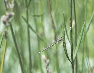 Female damselfly perched on a lavender stem in a garden.