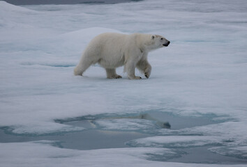 Polar bear in Svalbard on ice and snow
