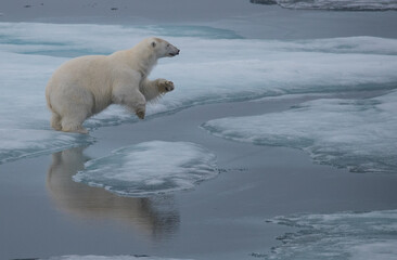 Polar bear in Svalbard on ice and snow