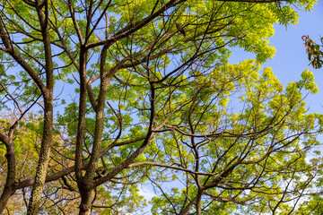 Tropical tree with green leaves sprouting on blue sky background;