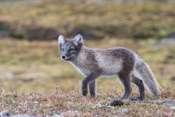Svalbard wild polar arctic fox 