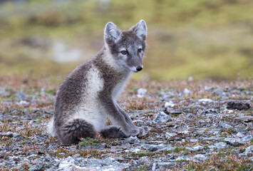 Svalbard wild polar arctic fox 