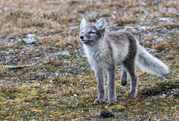 Svalbard wild polar arctic fox 