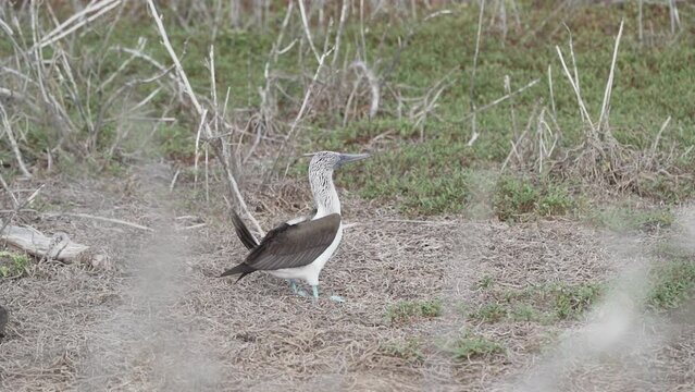 slow motion of a blue footed booby , Sula nebouxii, a marine bird native to subtropical and tropical regions of the eastern Pacific Ocean and can also be found on the Galapagos islands of Ecuador.