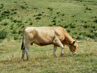 Asturian cows grazing in the high mountains. Mountains and meadows. Somiedo Natural Park