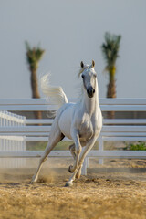 Arabian horses - Kuwait