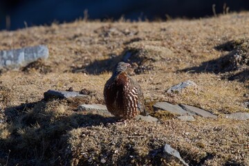 Snow partridge