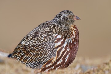 Snow partridge