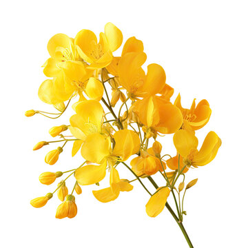 Thailand s yellow flowers known as Golden Shower