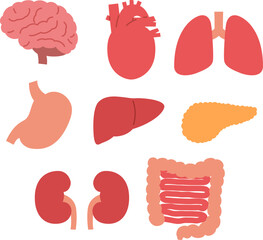 シンプルな臓器のイラストのセット（Set of human internal organ）
