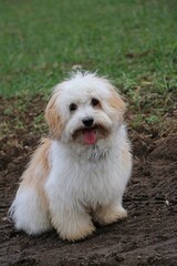 portrait of a cute little havanese sitting on a sandy path